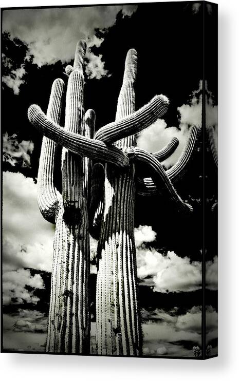 Usa Canvas Print featuring the photograph Saguaro Embrace by Roger Passman