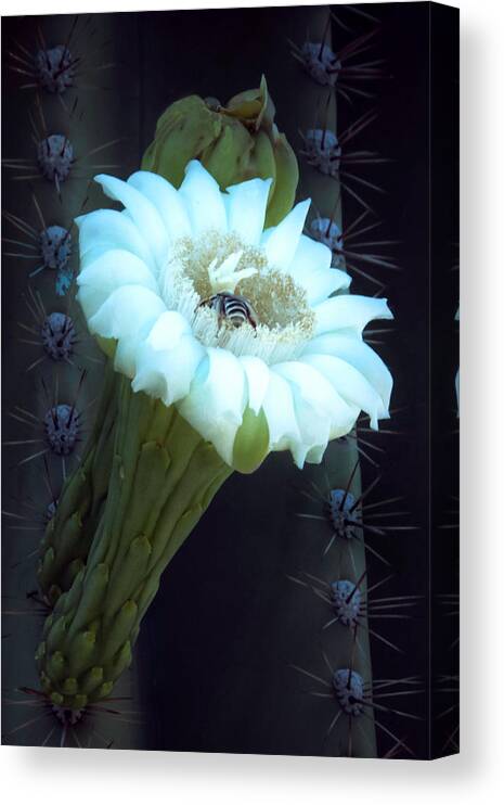 Saguaro Canvas Print featuring the photograph Saguaro Flower by Mike Stephens