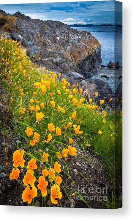 America Canvas Print featuring the photograph San Juan Poppies by Inge Johnsson