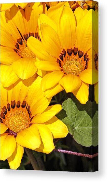 Floral Canvas Print featuring the photograph Satin Yellow Florals by E Faithe Lester