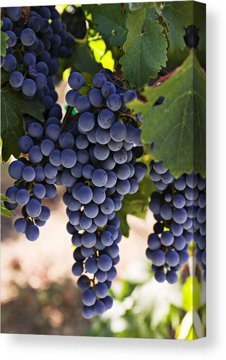 Sauvignon Canvas Print featuring the photograph Sauvignon grapes by Garry Gay