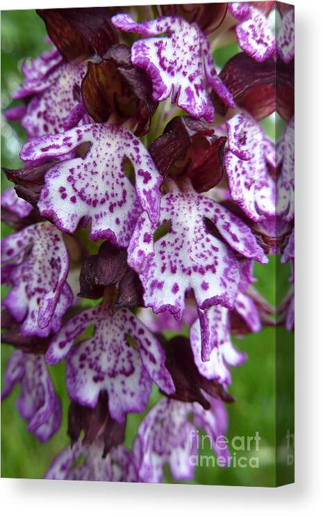 Beauty Canvas Print featuring the photograph Savage Orchid 2 by Jean Bernard Roussilhe
