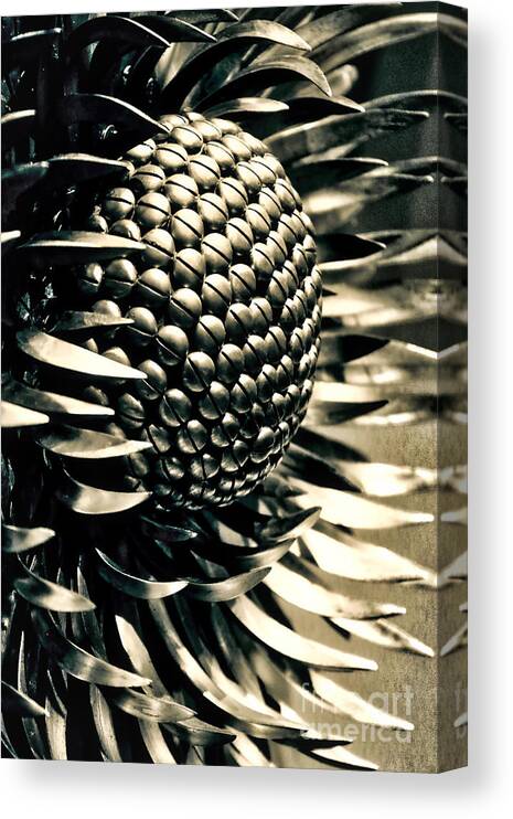 Metal Canvas Print featuring the photograph Screwed Beauty by Phil Cappiali Jr