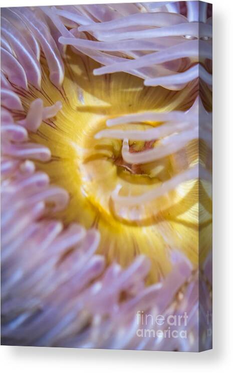 The Aquarium Of The Pacific Canvas Print featuring the photograph Sea Anemones 4 by David Zanzinger