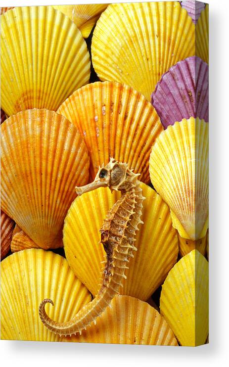 Seahorse Canvas Print featuring the photograph Sea horse and sea shells by Garry Gay