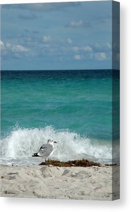 Seagull Canvas Print featuring the photograph Seagull - South Beach Miami by Frank Mari