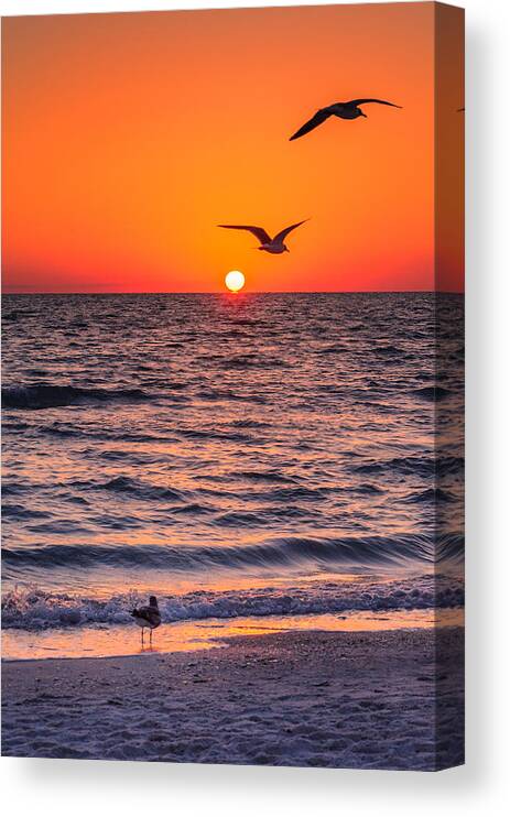 Beach Canvas Print featuring the photograph Seagull Hat-Trick by Craig Szymanski