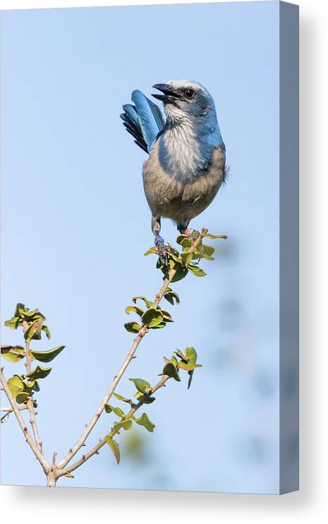 America Canvas Print featuring the photograph Sentry Alert - Florida Scrub Jay by Dawn Currie