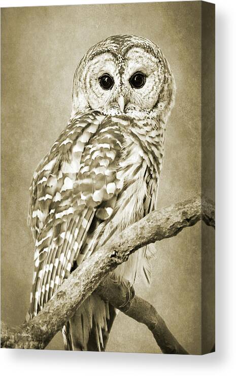 Owl Canvas Print featuring the photograph Sepia Owl by Christina Rollo