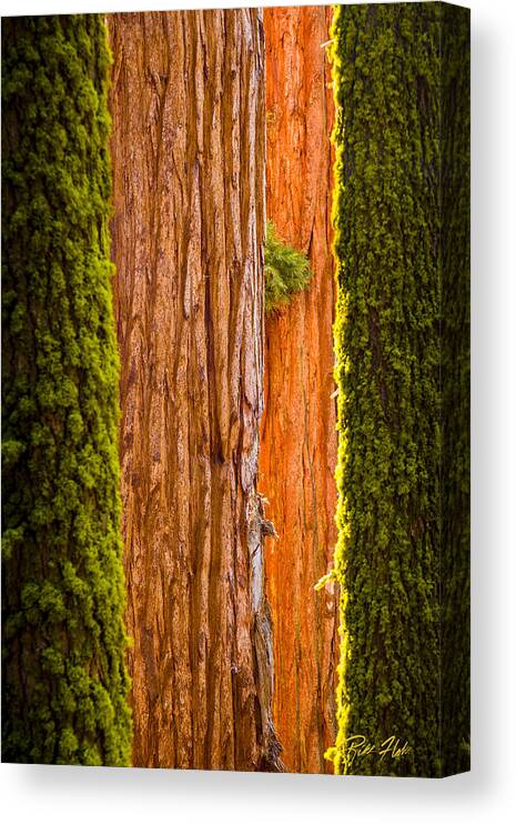 Plants Canvas Print featuring the photograph Sequoia Abstract by Rikk Flohr