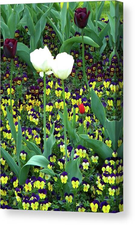 Tulips Canvas Print featuring the photograph Shape and size by Manuela Constantin