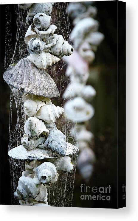 Shells Canvas Print featuring the photograph Shells Composition by Yurix Sardinelly