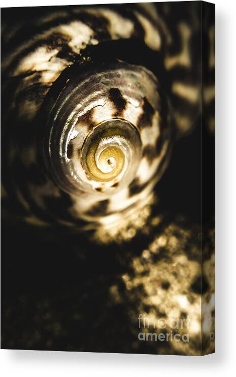 Shells Canvas Print featuring the photograph Shells in detail by Jorgo Photography