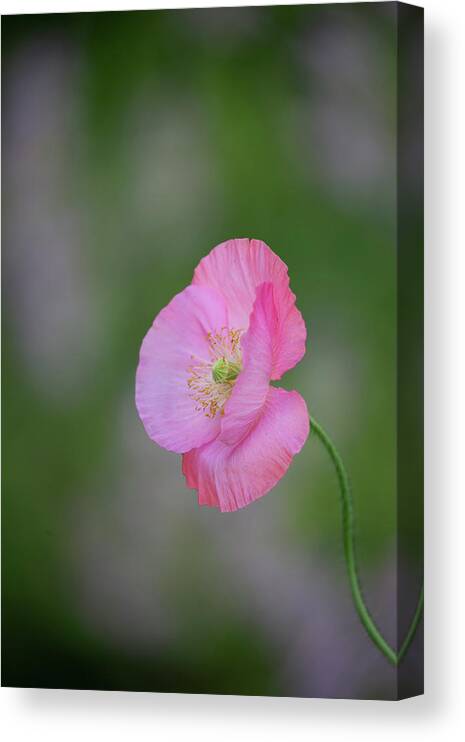 Shirley Poppy Canvas Print featuring the photograph Shirley Poppy 2018-3 by Thomas Young