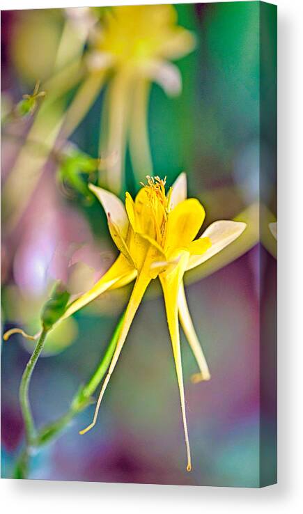 Flower Canvas Print featuring the photograph Show Star by Ches Black