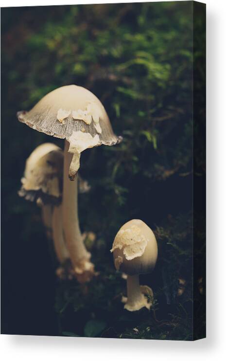 Mushroom Canvas Print featuring the photograph Shroom Family by Shane Holsclaw