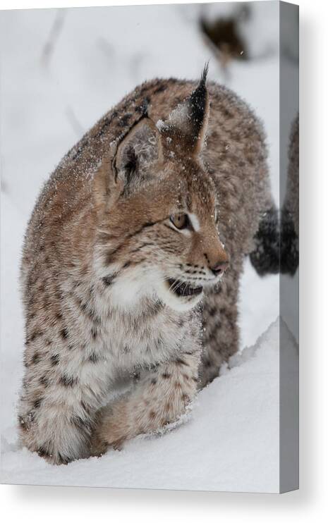 Montana Canvas Print featuring the photograph Siberian Lynx Kitten 7572 by Teresa Wilson
