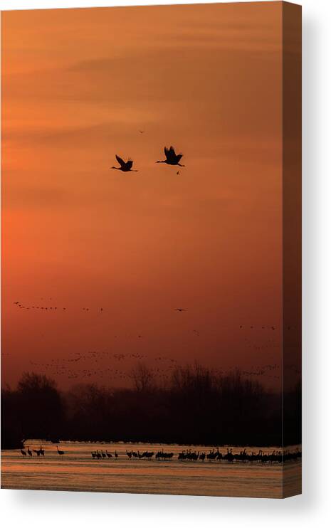 Sandhill Cranes Canvas Print featuring the photograph Sienna Skies #3 by Susan Rissi Tregoning