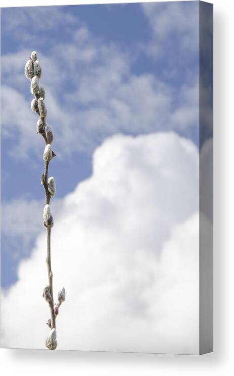Pussywillow Canvas Print featuring the photograph Signs of Spring 2 by Kathy Paynter