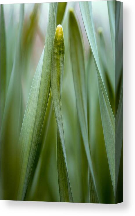 Grass Canvas Print featuring the photograph Single Blade of Onion Grass Leaning - Color Version by Stephen Russell Shilling