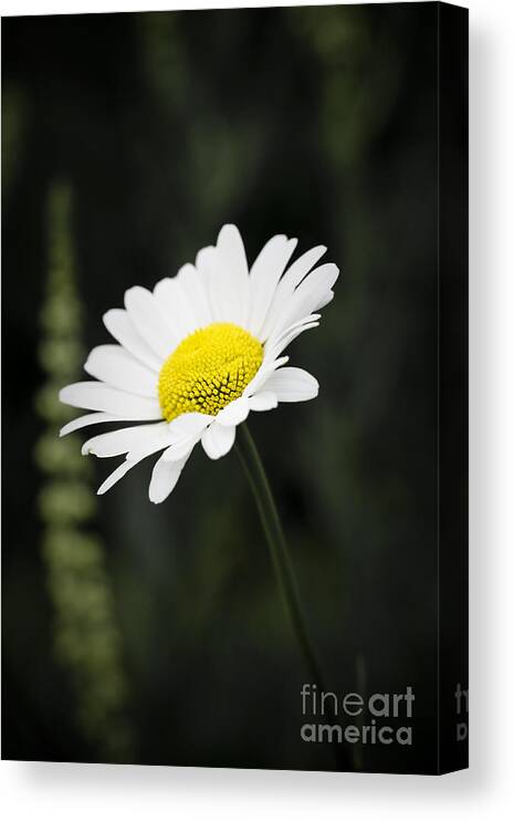 Flower Canvas Print featuring the photograph Single wild daisy by Simon Bratt