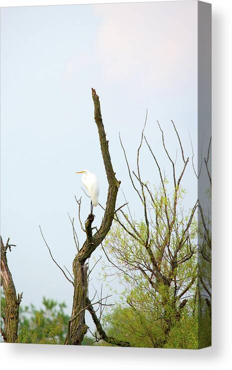 Great White Egret Canvas Print featuring the photograph Sitting Up High by Linda Kerkau