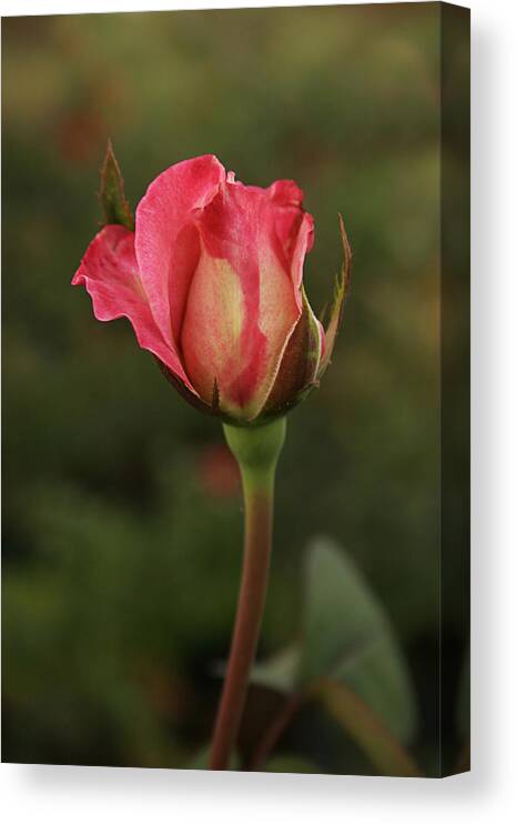 Elegant Canvas Print featuring the photograph SKC 0423 An Elegant Blossom by Sunil Kapadia