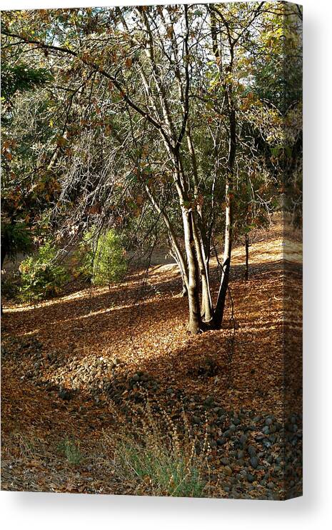 Landscape Canvas Print featuring the photograph Slanting Sun of Autumn by Michele Myers