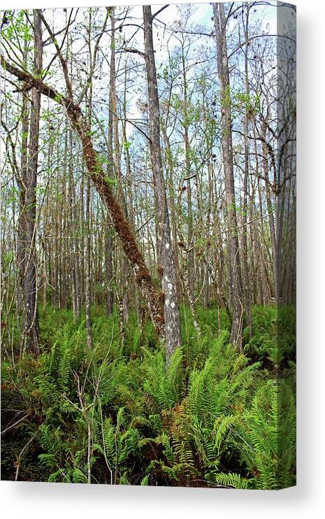 Tree Canvas Print featuring the photograph Slough Legacy by Michiale Schneider