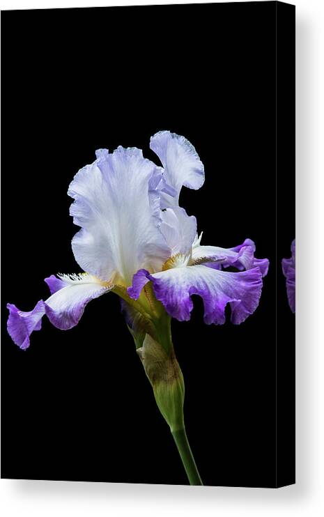 Iris Canvas Print featuring the photograph Small Purple and White Iris by M