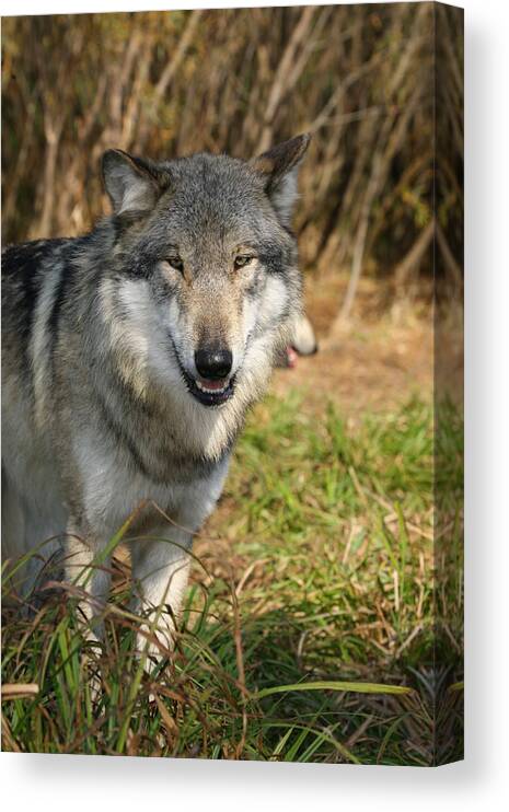 Wolf Wolves Canis Lupus Canine Wildlife Mammals Wild Animal Grey Gray Lupine Canvas Print featuring the photograph Smiling Wolf by Shari Jardina