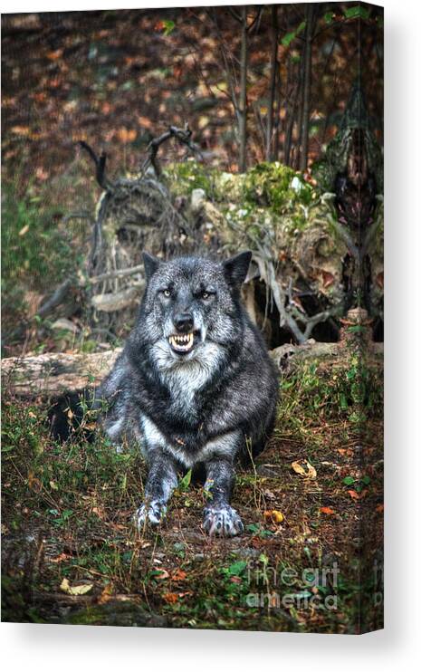 Snarl For The Camera Canvas Print featuring the digital art Snarl for the Camera by William Fields