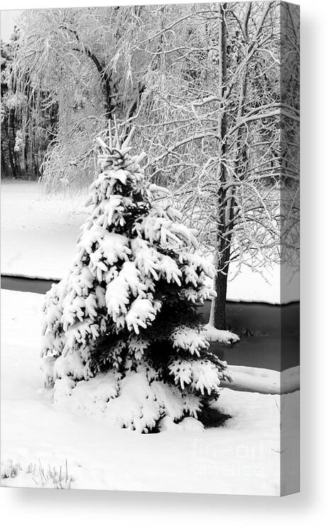 Snow Canvas Print featuring the photograph Snow Covered Trees by Kathleen Struckle