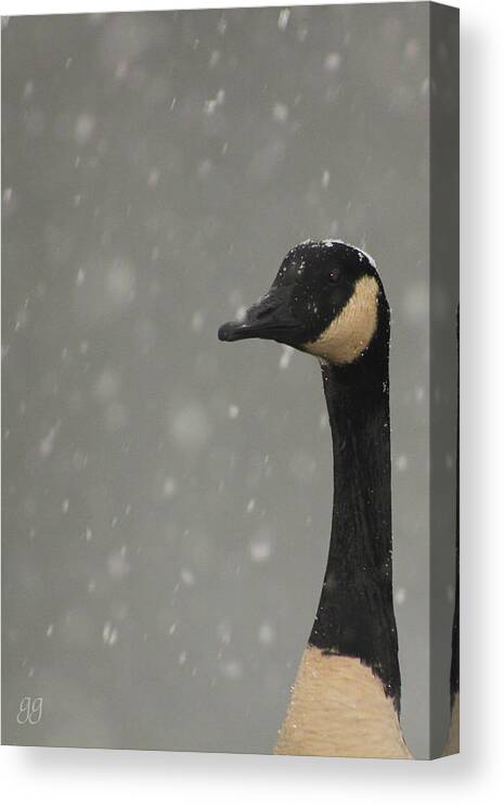 Goose Canvas Print featuring the photograph Snow Goose by Geri Glavis