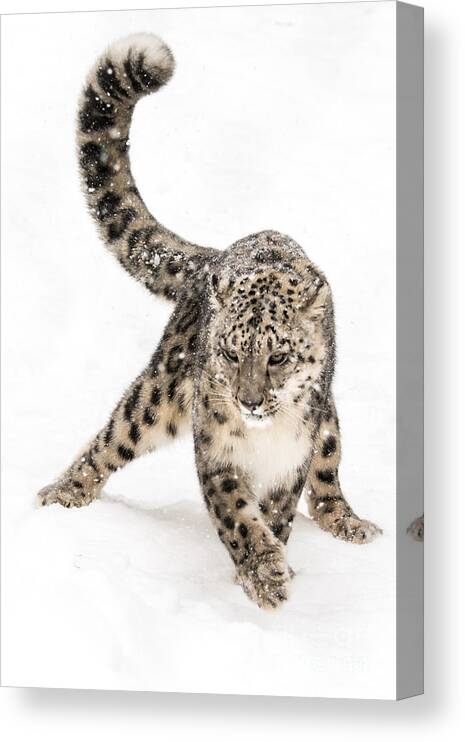 Animal Canvas Print featuring the photograph Snow Leopard on the Prowl VIII by Abeselom Zerit