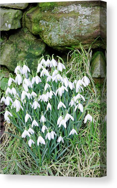 Flowers Canvas Print featuring the photograph Snowdrops by the Wall by Rod Johnson