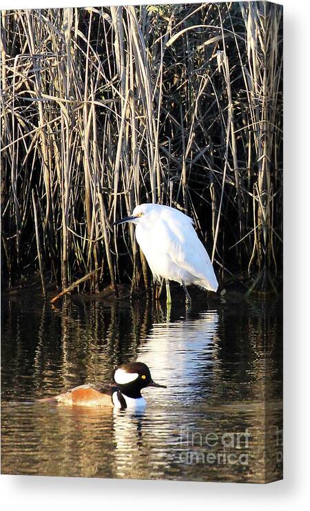 Snowy Egret And A Guy From The Hood Canvas Print featuring the photograph Snowy Egret and a Guy from the Hood by Jennifer Robin