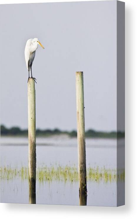 Snowy Canvas Print featuring the photograph Snowy Egret on Pilings by Bob Decker