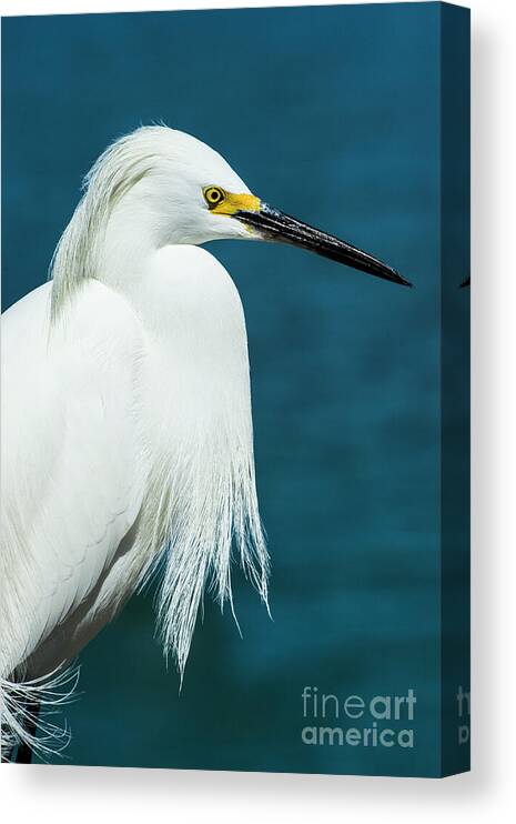 Aquatic Canvas Print featuring the mixed media Snowy Egret Portrait by Stefano Senise