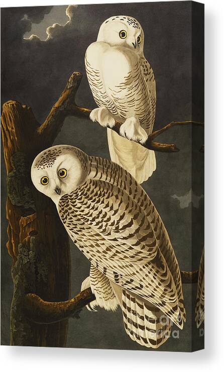 Snowy Owl Canvas Print featuring the drawing Snowy Owl by John James Audubon