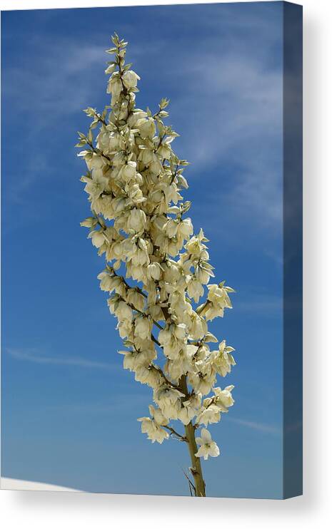  New Mexico Canvas Print featuring the photograph Soap Yucca Blossoms by Christiane Schulze Art And Photography