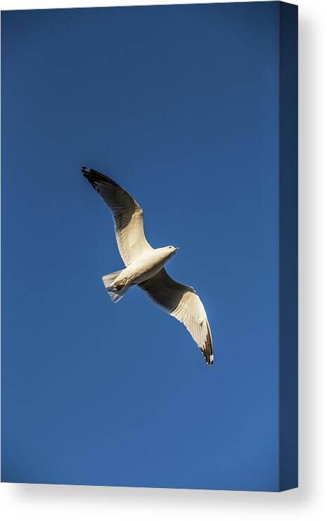 Photograph Canvas Print featuring the photograph Soaring Bird by Jason Hughes