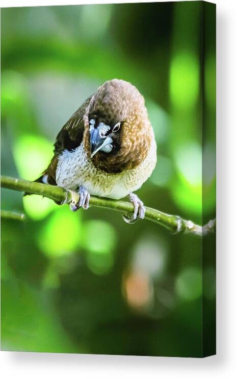 Animal Canvas Print featuring the photograph Society finch by SAURAVphoto Online Store