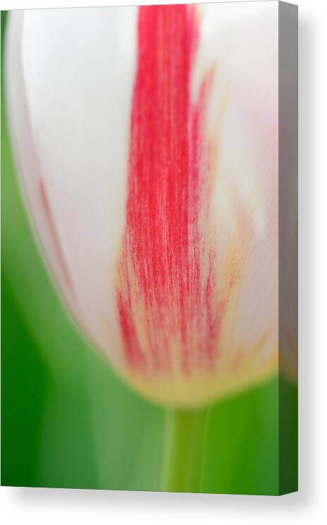 Tulip Canvas Print featuring the photograph Soft and tender Tulip closeup red white green by Matthias Hauser