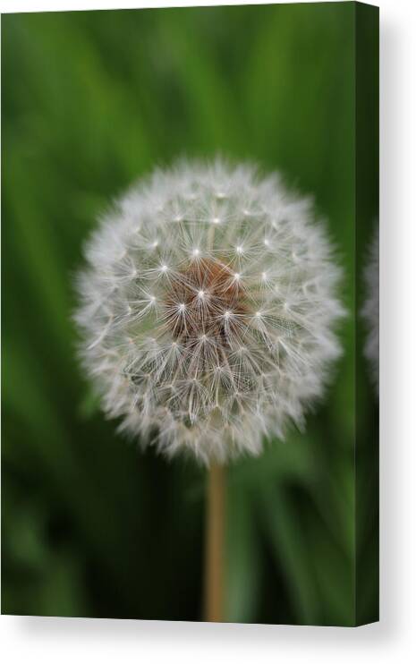Dandelion Canvas Print featuring the photograph Soft Dandelion by Tammy Pool