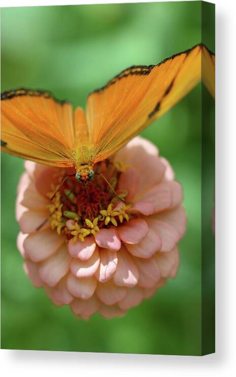 Butterfly Canvas Print featuring the photograph Soft Landing by Mary Anne Delgado