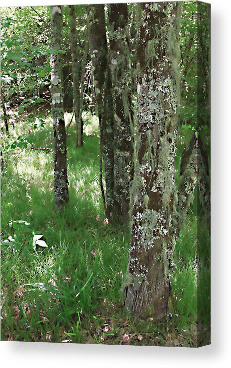 Trees Forrest Green Photograph Photography Digital Summer Canvas Print featuring the photograph Soft Trees by Shari Jardina