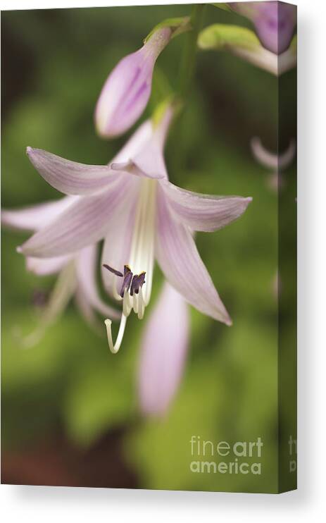 Hosta Canvas Print featuring the photograph Softened Hosta Bloom Botanical / Nature / Floral Photograph by PIPA Fine Art - Simply Solid