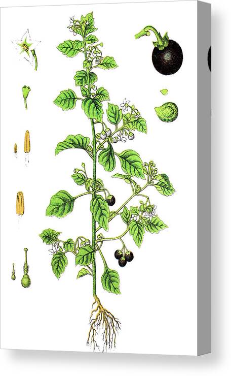 Solanum Nigrum Canvas Print featuring the drawing Solanum nigrum, European black nightshade or locally black night by Bildagentur-online