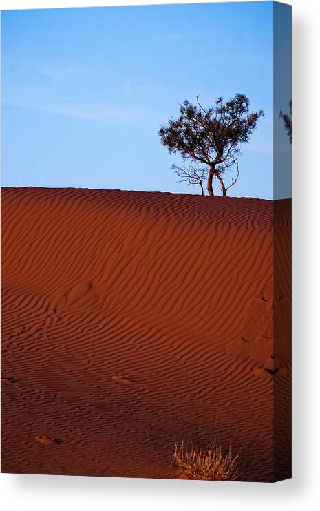 Sand Canvas Print featuring the photograph Solitary tree in the Desert by Catherine Reading